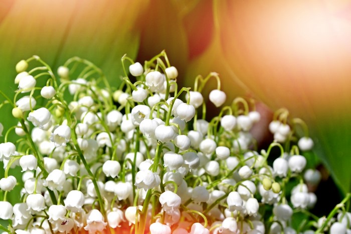 Lily of the valley flowers in close-up