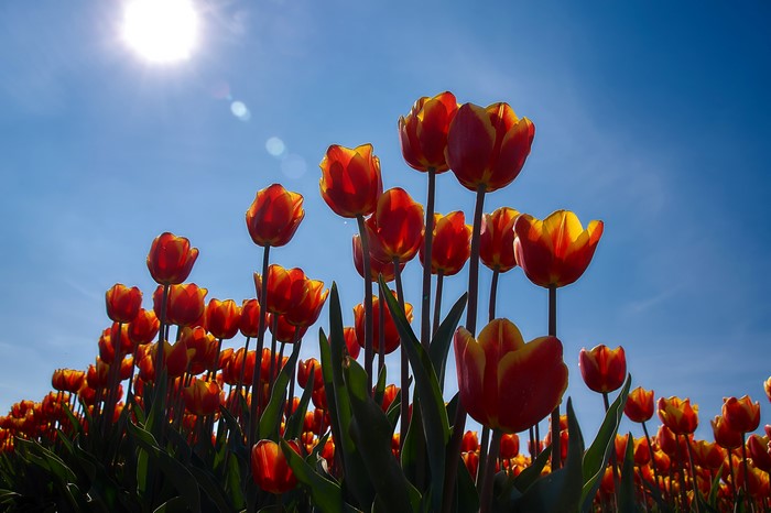 4K Tulips Field Under Bright Sun and Blue Sky