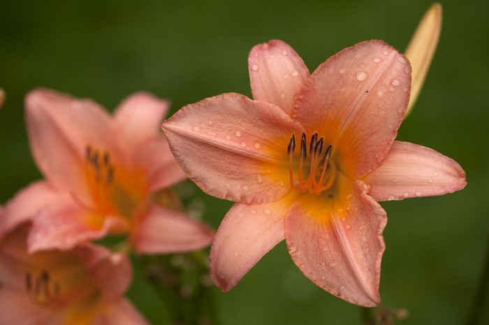 4K Closeup of Pink Lilies with Drops