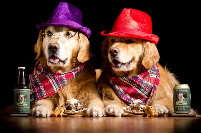 Two Golden Retrievers with Hats and Beer
