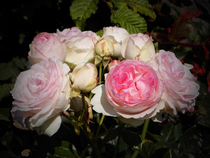 Close-up of pink and white roses with buds