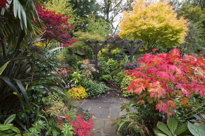 Autumn garden with Japanese maples and pergola