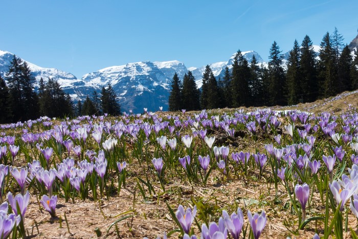 Field of purple crocuses with snow-capped mountains