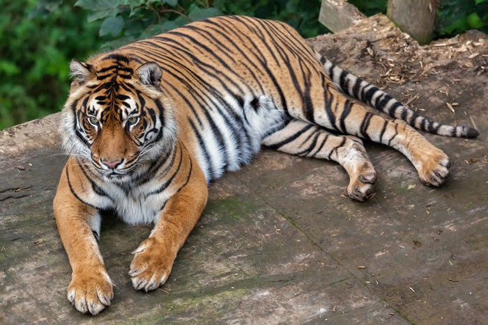 Tiger lying on wooden platform