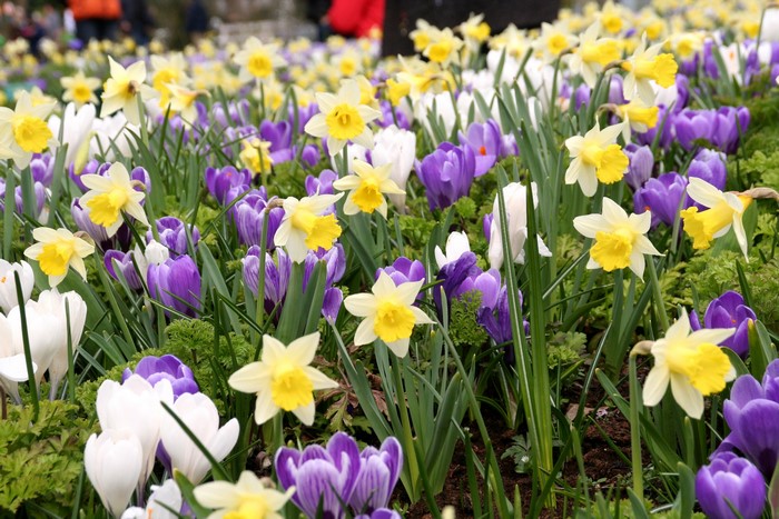 Field of Daffodils and Crocuses in Bloom