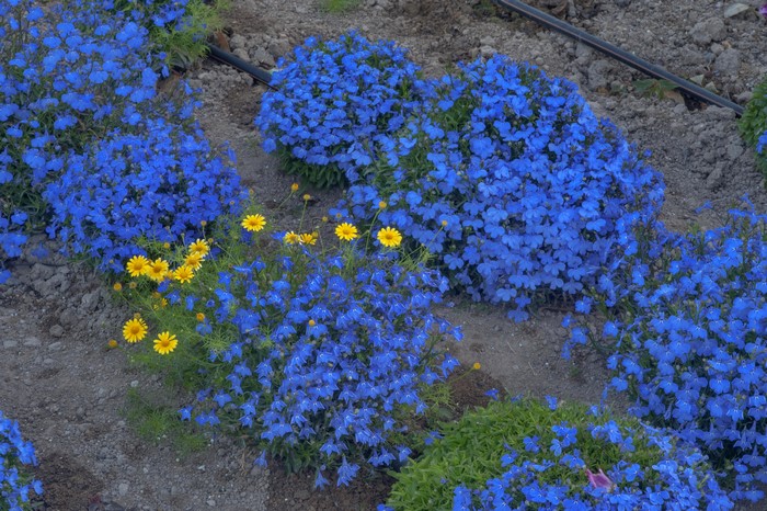 Blue and yellow flowers in a garden