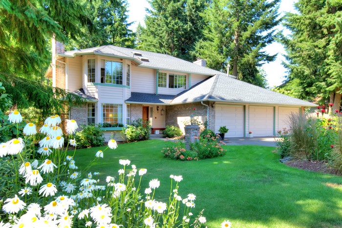 House with camomiles and lawn