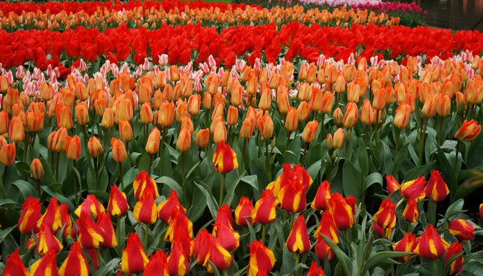 4K Keukenhof Netherlands Tulips Field