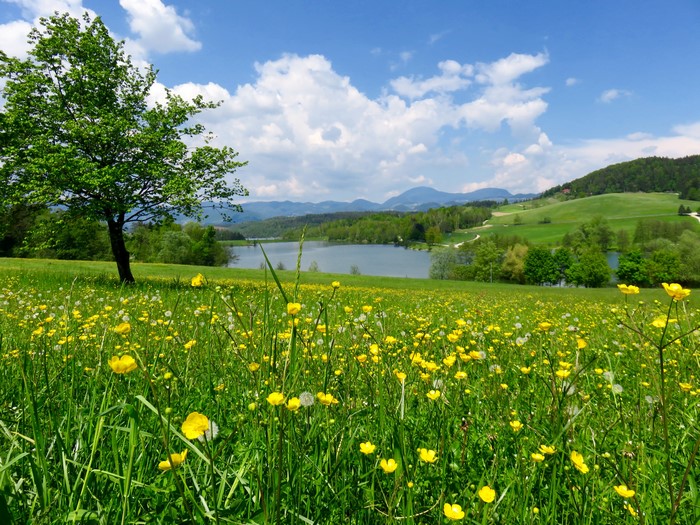 Meadow with yellow flowers and lake in Mozirje, Slovenia