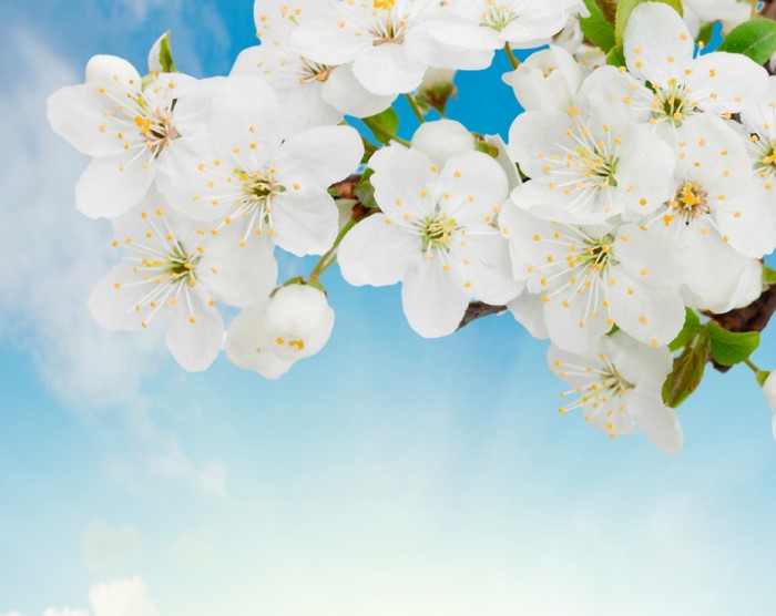 White cherry blossoms against a blue sky