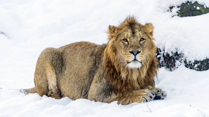 Lion lying in the snow