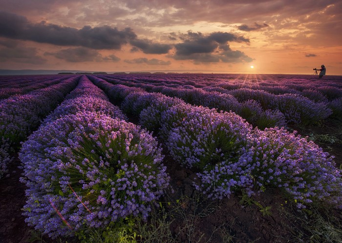Lavender field at sunset with a photographer