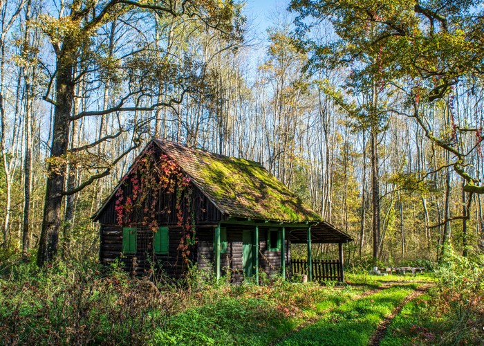 Moss-covered cabin in a forest in Croatia