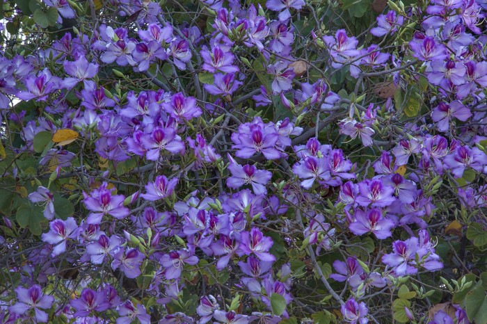 Many purple orchid flowers on branches