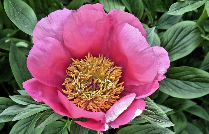 Close-up of a pink peony flower with yellow stamens