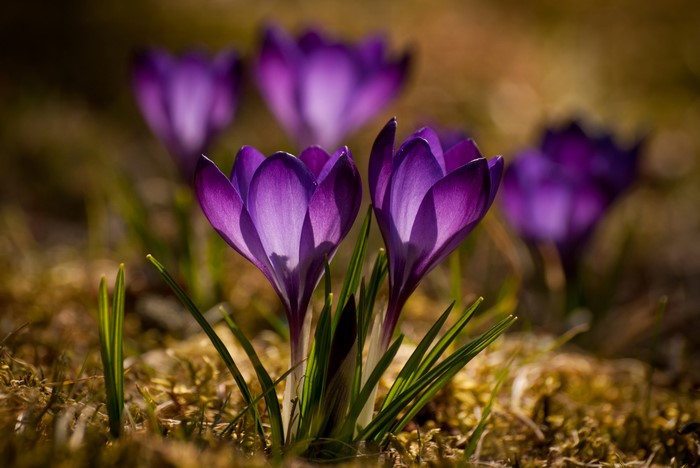 Purple Crocuses in Sunlight