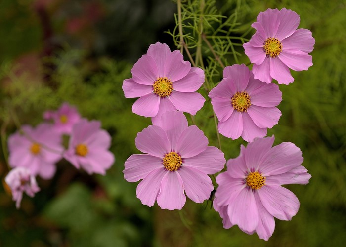 Pink Cosmos flowers with green foliage