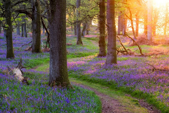 Forest path lined with bluebells during sunset