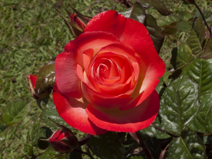 Red and yellow rose with buds