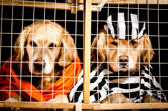 Two Golden Retrievers in Jail Outfits