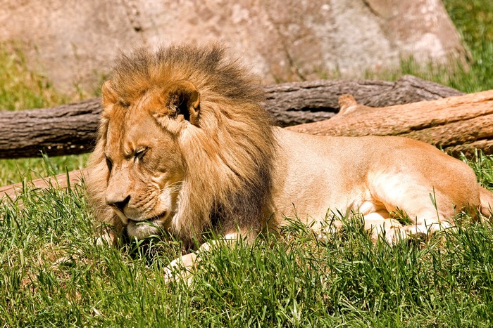 Lion resting in grass