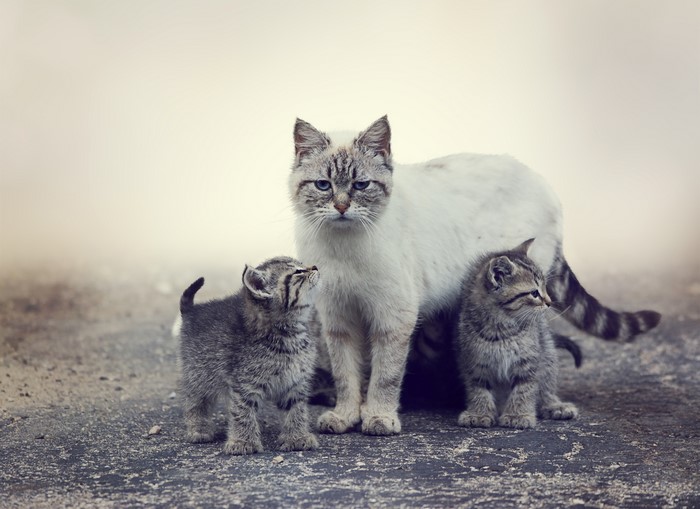 Mother cat with two kittens