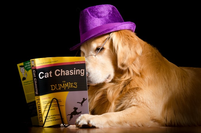 Golden Retriever Dog Reading Cat Chasing for Dummies Book