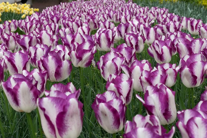 Field of purple and white tulips
