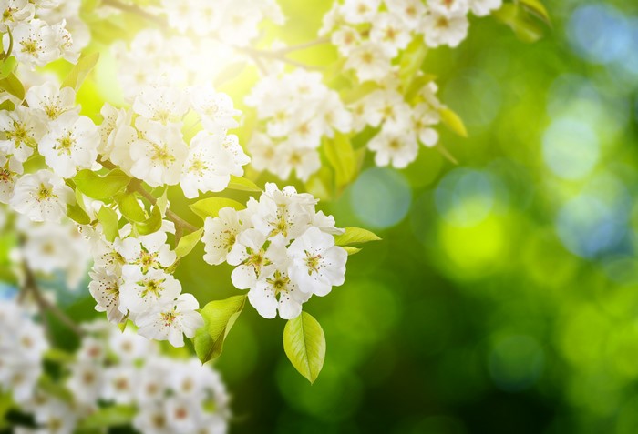 4K Flowering Pear Tree Branches with Sunlight