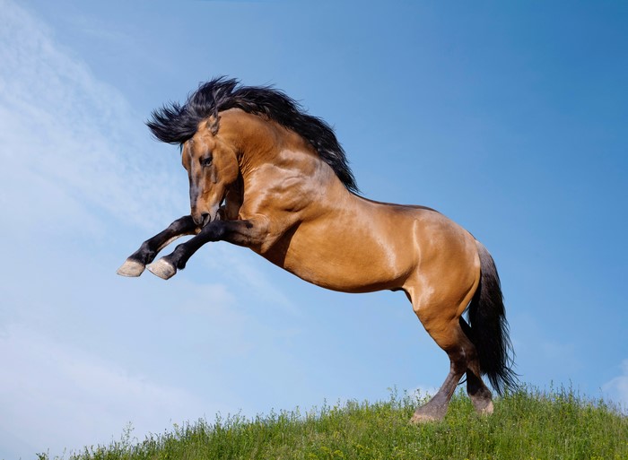 Brown horse jumping on a grassy hill