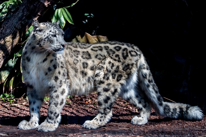 Snow leopard standing in dappled sunlight