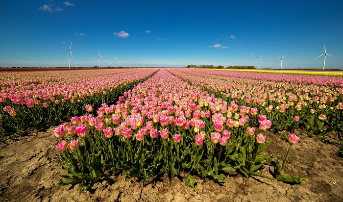 Field of Pink Tulips with Wind Turbines
