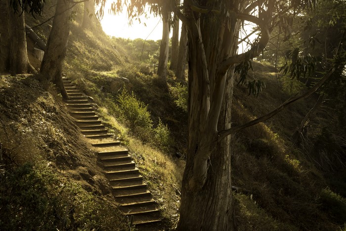 Stairs in a forest in California