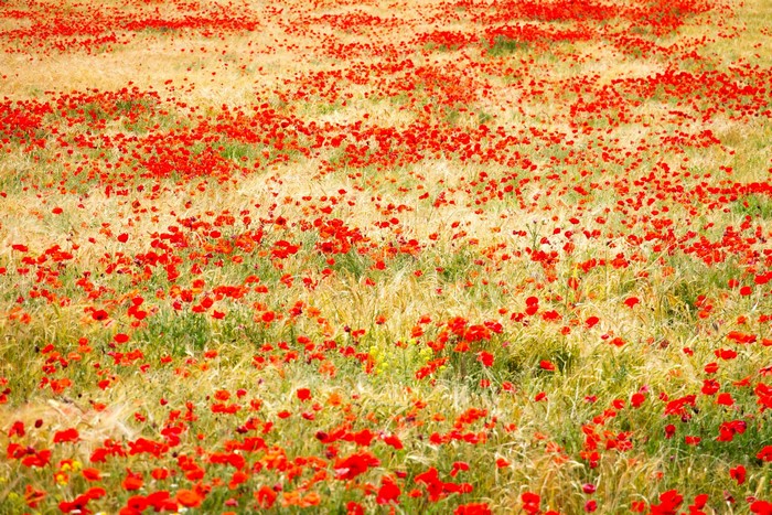 Field of red poppies and wheat
