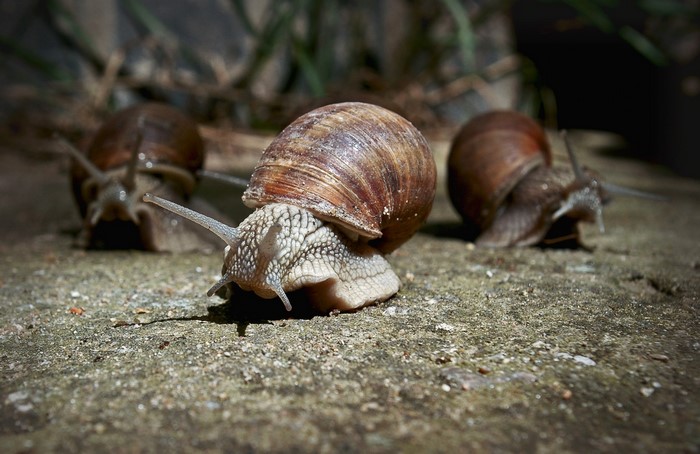 Three snails on a concrete surface