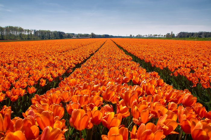 Field of Orange Tulips