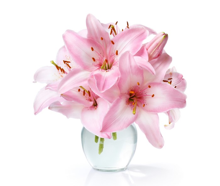 Pink lilies in a glass vase