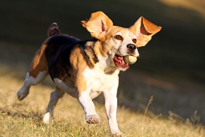 Beagle dog running with a ball in its mouth