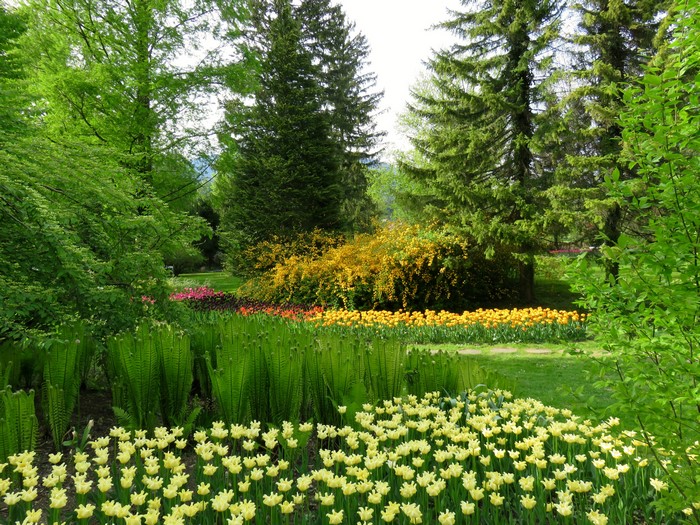 Park with tulips and spruce trees in Slovenia