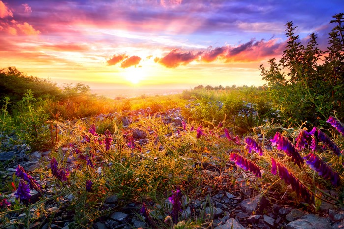 Purple wildflowers at sunset with dramatic sky