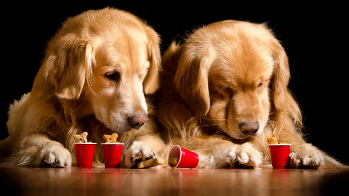 Two Golden Retrievers with Treats in Red Cups