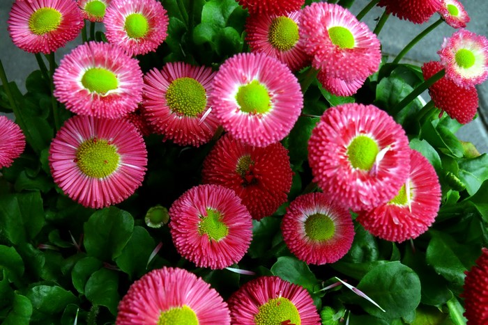 Pink Bellis flowers with green centers