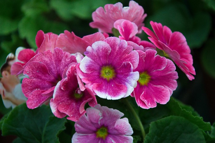 Pink Primula flowers with green leaves