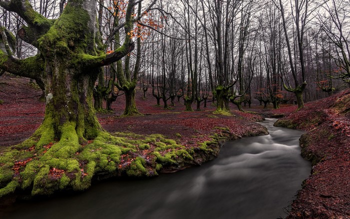 Moss-covered trees and stream in Otzarreta Forest, Basque Country