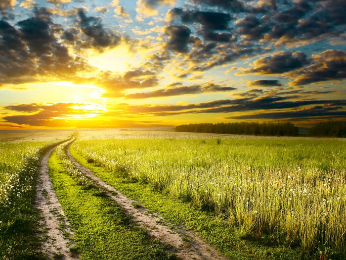 Dirt road through a grassy field at sunset