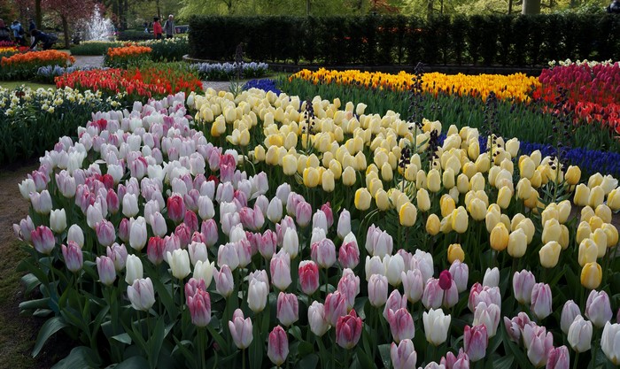 4K Keukenhof Gardens with Many Tulips in Netherlands