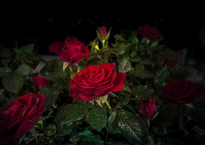 Red roses with water drops on dark background