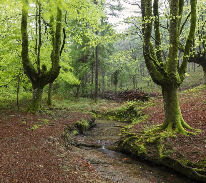 Moss-covered trees and stream in Hayedo de Otzarreta forest, Basque Country, Spain