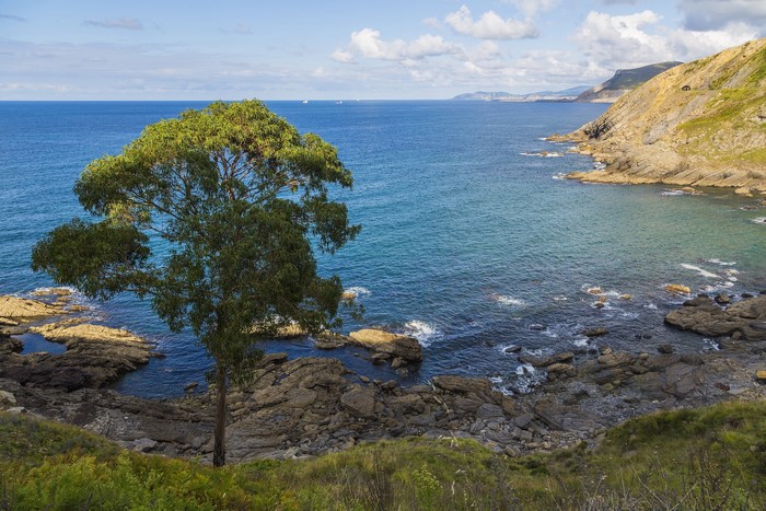 Tree on rocky coast overlooking the sea in Spain