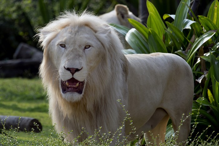 White Lion with Open Mouth in Greenery